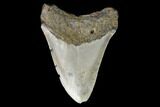 Fossil Megalodon Tooth - North Carolina #129967-2